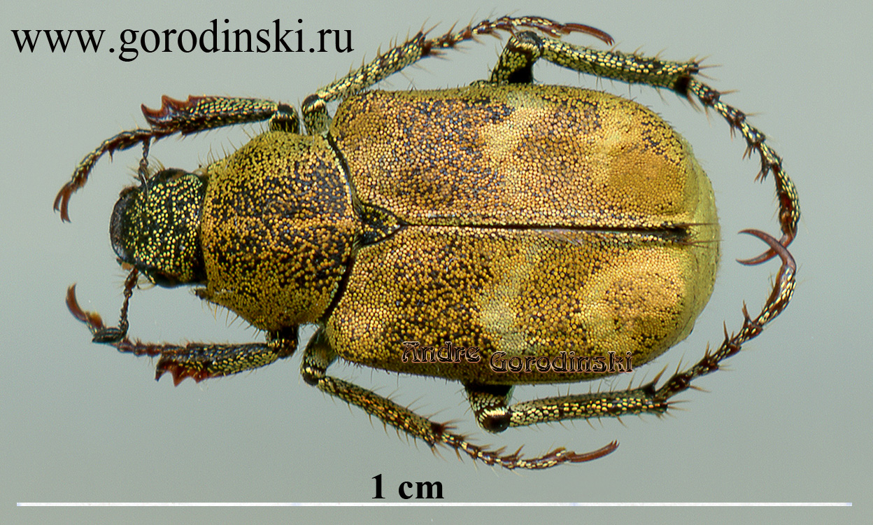 http://www.gorodinski.ru/scarabs/Hoplia yunnana.jpg